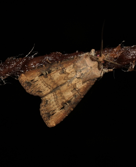 Agrotis ipsilon - nagy földibagoly