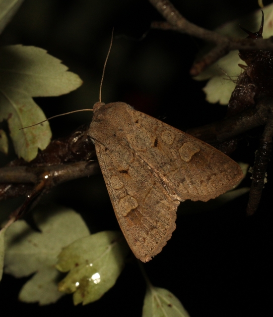 Ammoconia caecimacula - szürke őszibagoly