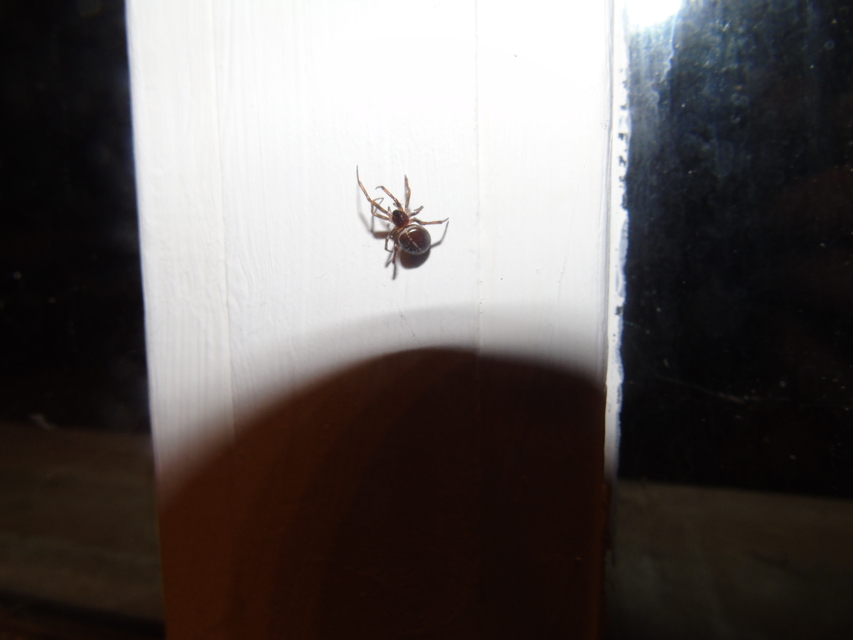 Steatoda bipunctata - kétpettyes faggyúpók