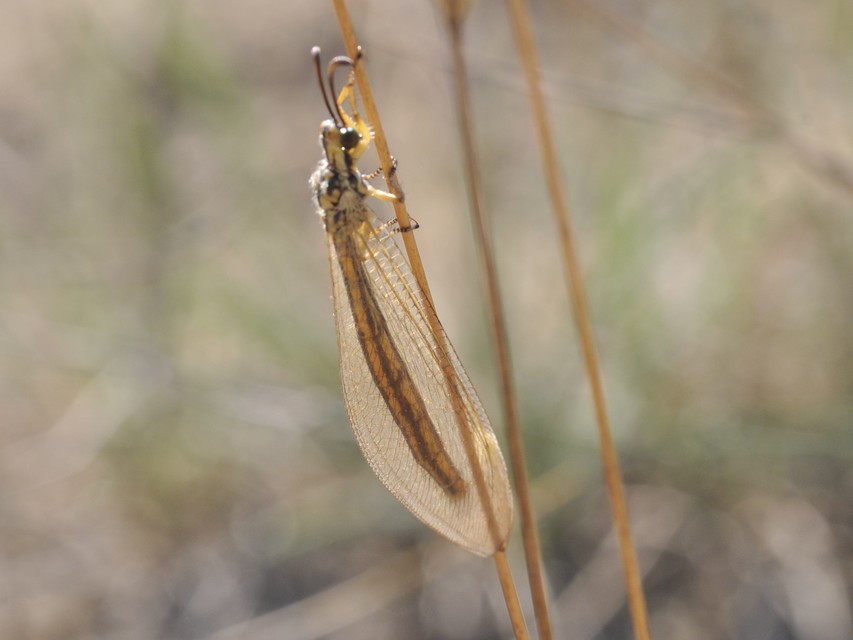 Myrmecaelurus trigrammus - hangyafarkas