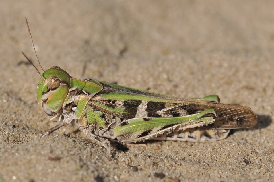 Oedaleus decorus - szalagos sáska