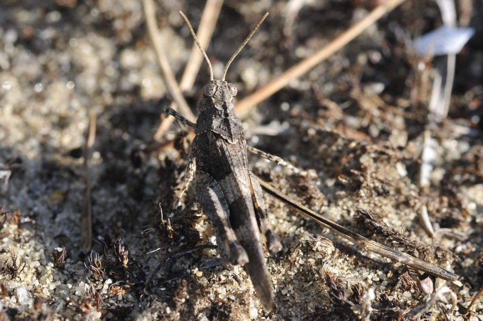 Oedipoda caerulescens - kékszárnyú sáska