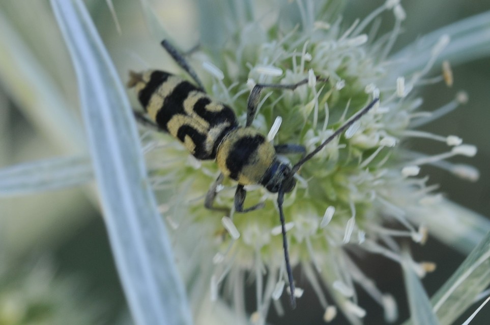 Chlorophorus varius - díszes darázscincér