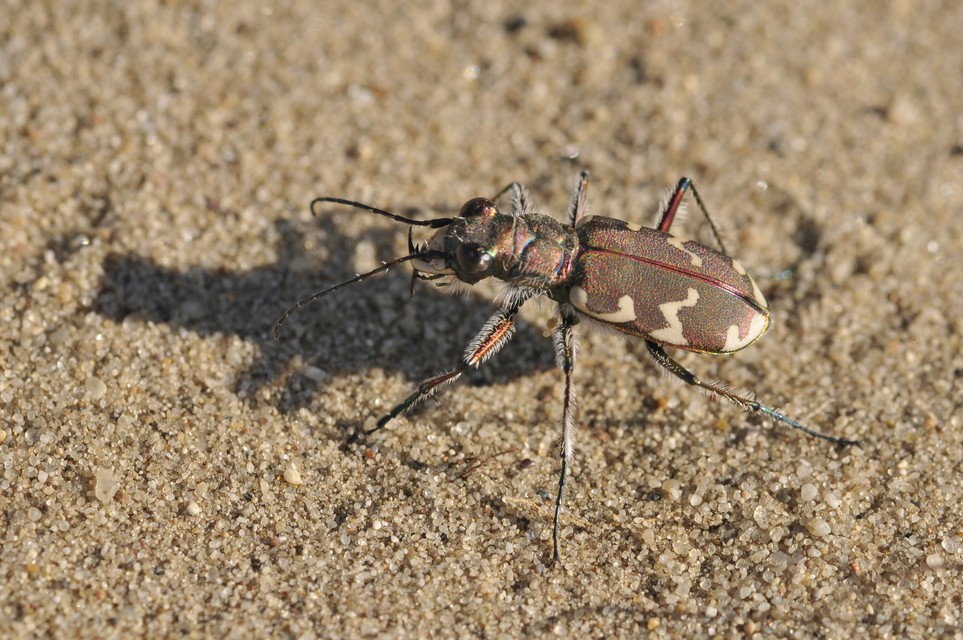 Cicindela hybrida - öves homokfutrinka