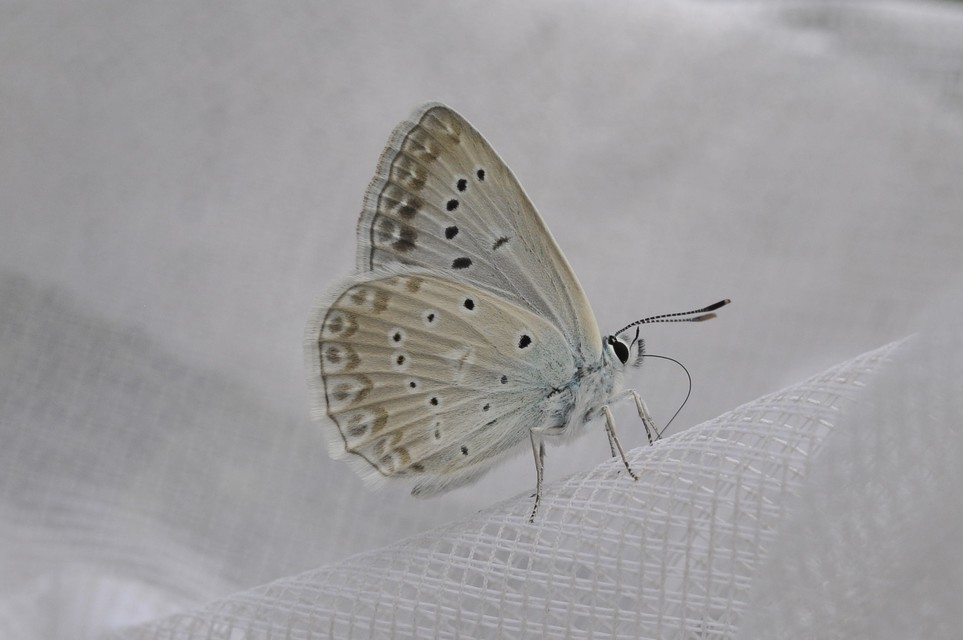 Polyommatus daphnis - csipkés boglárka