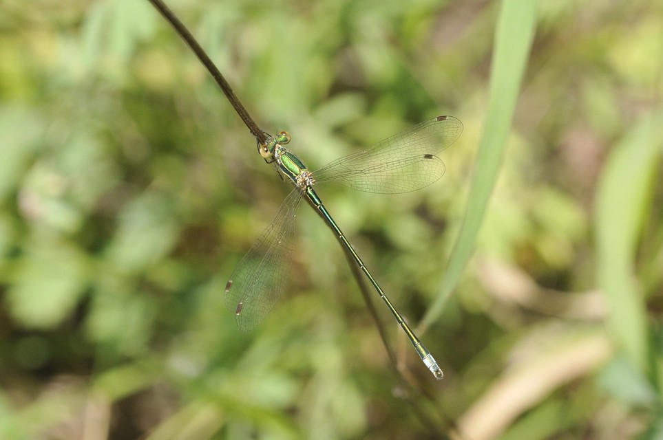 Lestes virens vestalis - kis rablószitakötő