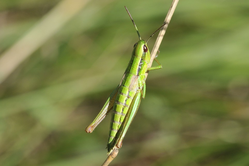 Euthystira brachyptera - smaragdzöld sáska