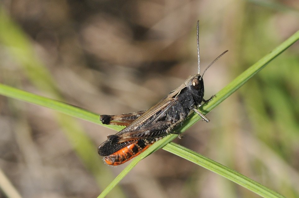 Omocestus rufipes - vöröshasú tarlósáska