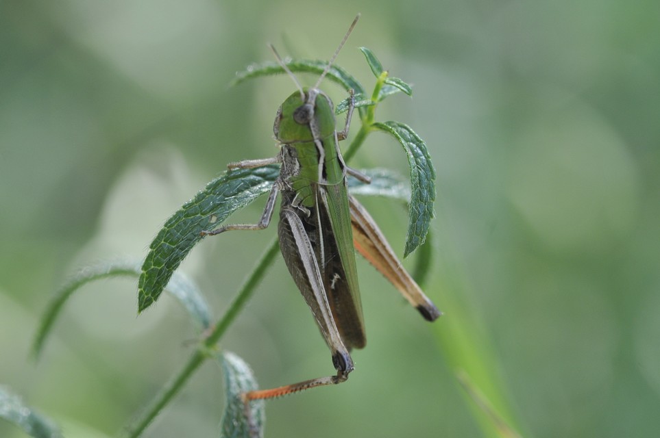 Stenobothrus lineatus - jajgató rétisáska