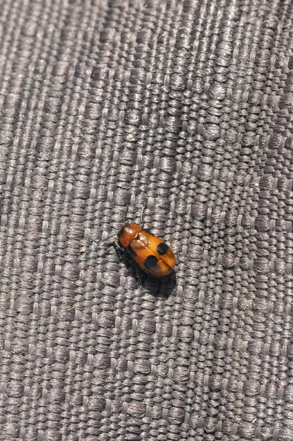 Coptocephala rubicunda - feketelábú hullóbogár