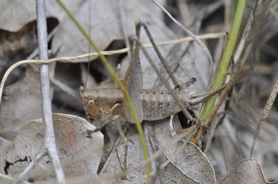 Rhacocleis germanica - német szöcske
