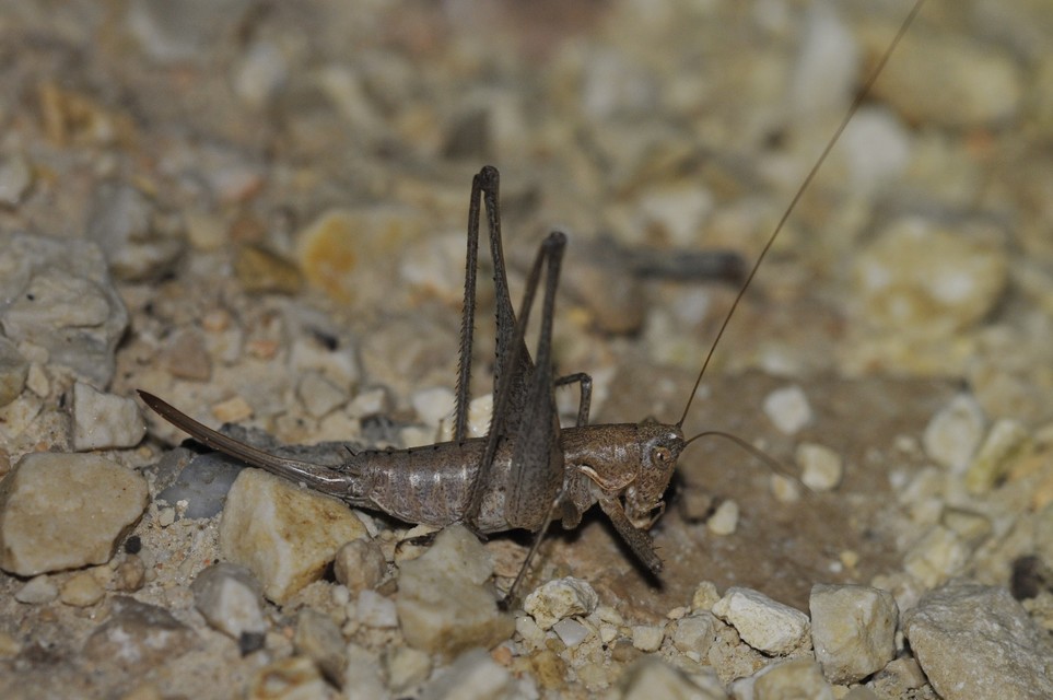 Rhacocleis germanica - német szöcske
