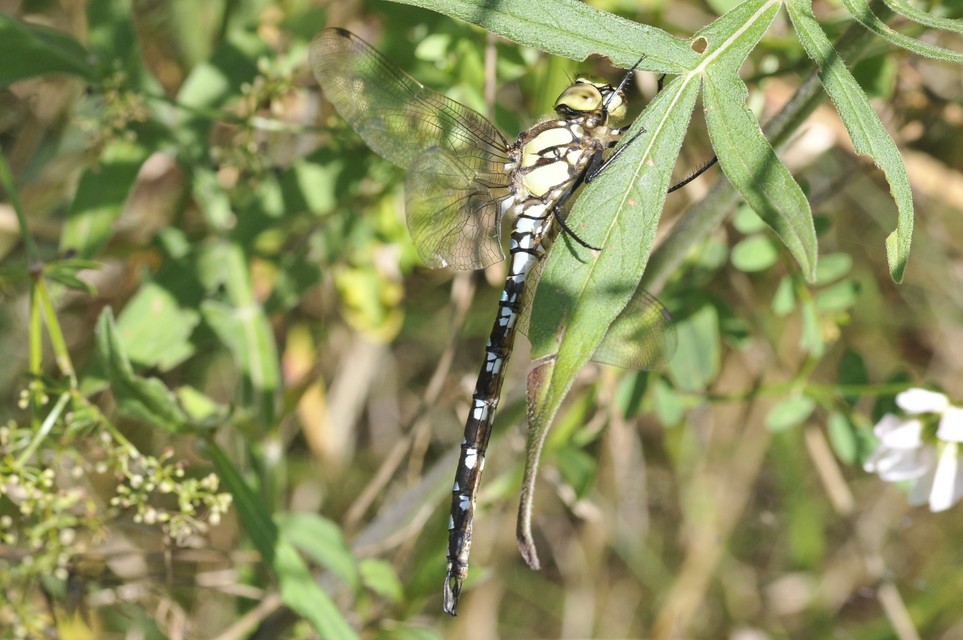 Aeshna cyanea - sebes karcsúacsa