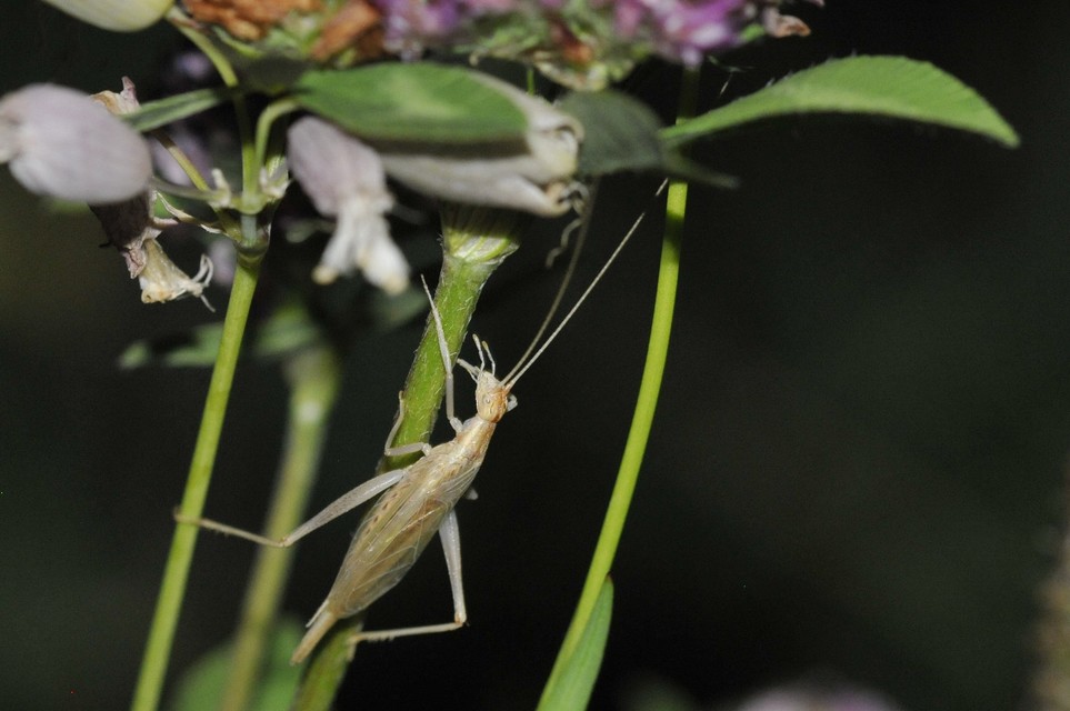 Oecanthus pellucens - pirregőtücsök