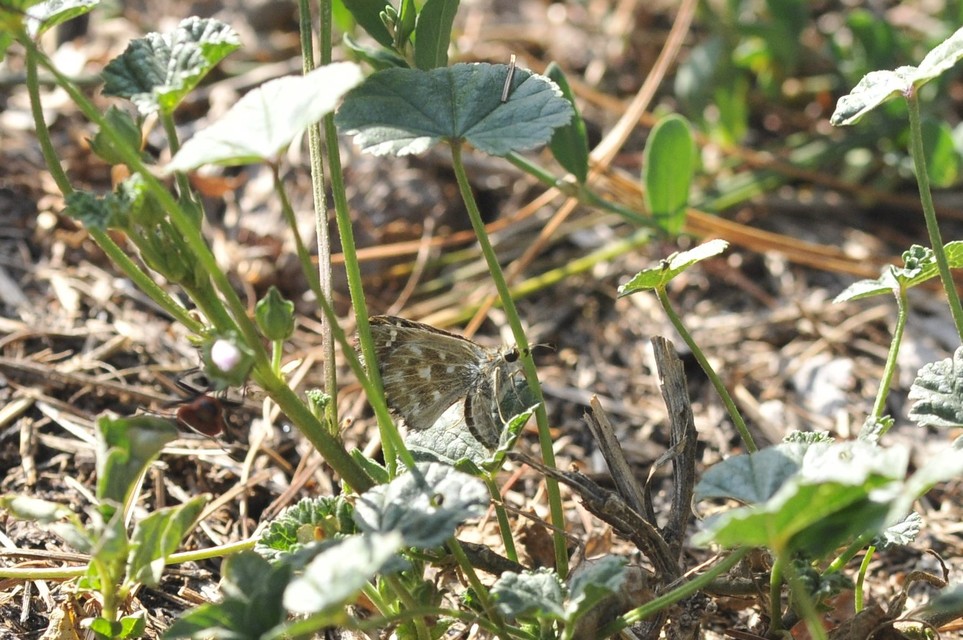 Carcharodus alceae - mályva-busalepke
