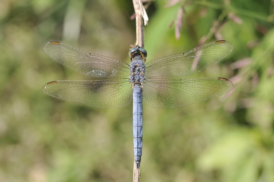 Orthetrum coerulescens - karcsú pásztorszitakötő