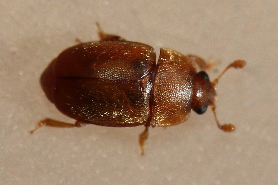 Nitidulidae - fénybogárfélék