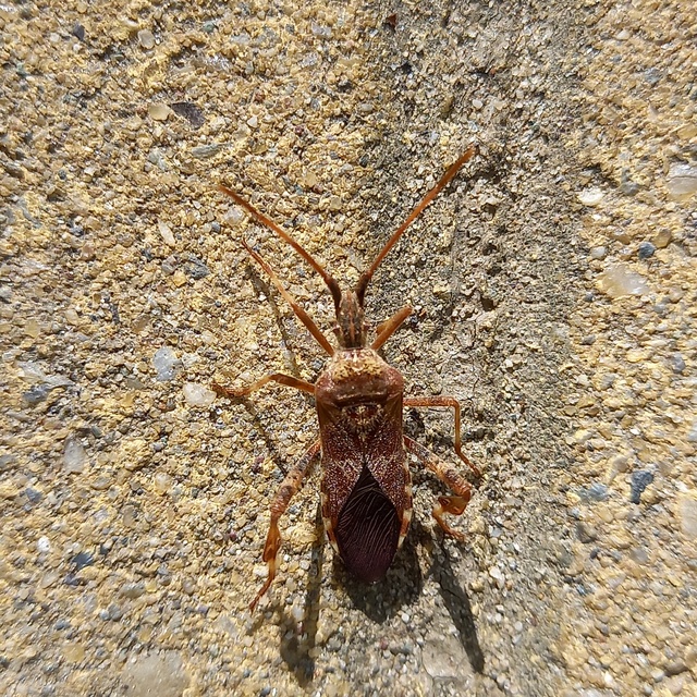 Leptoglossus occidentalis - nyugati levéllábú poloska