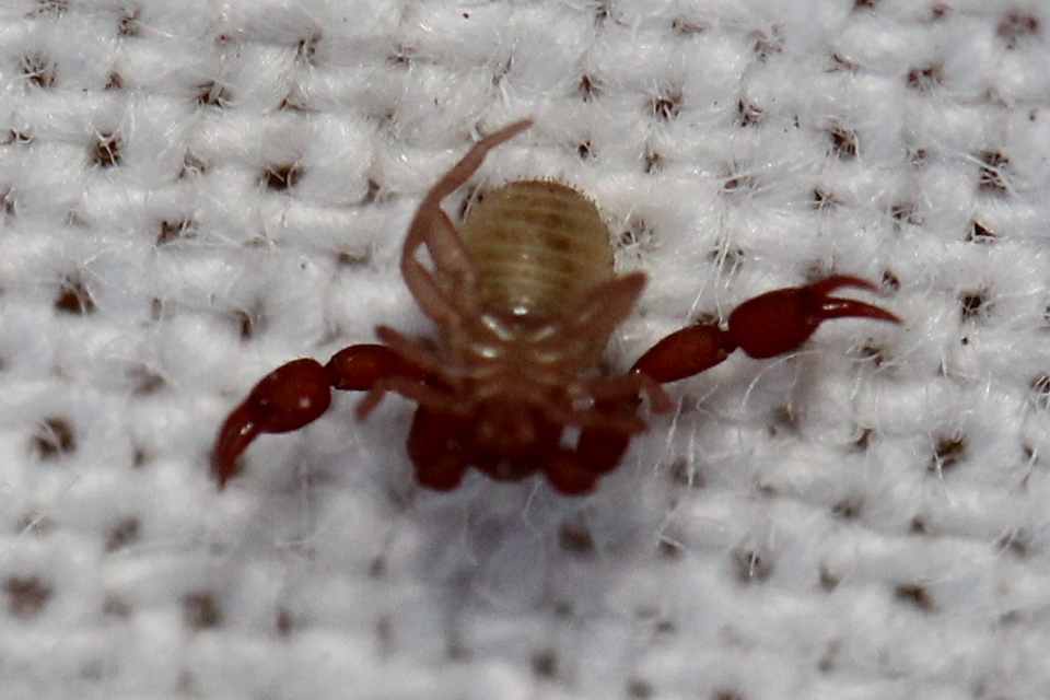 Pseudoscorpionida - Álskorpiók