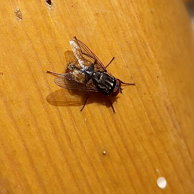 Musca domestica - házi légy