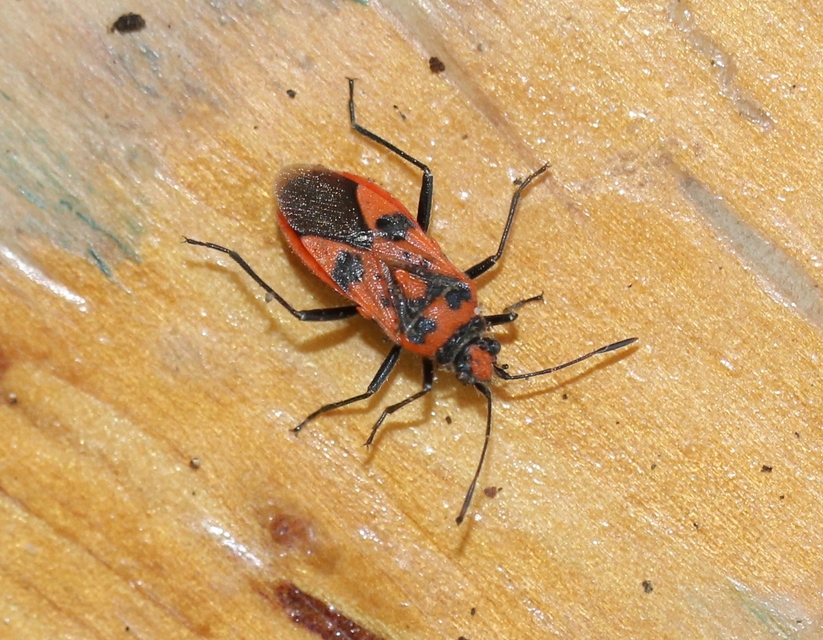 Corizus hyoscyami - piros karimáspoloska