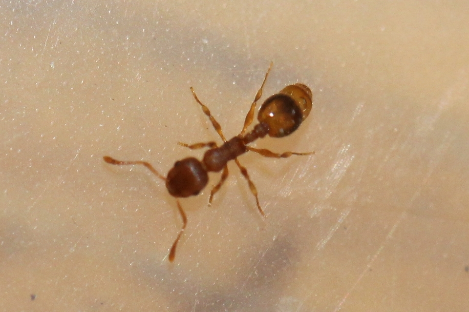 Temnothorax clypeatus - rozsdás kéreghangya