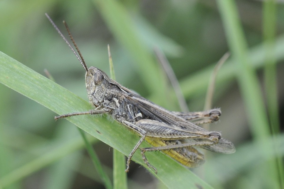 Chorthippus mollis - halk tarlósáska