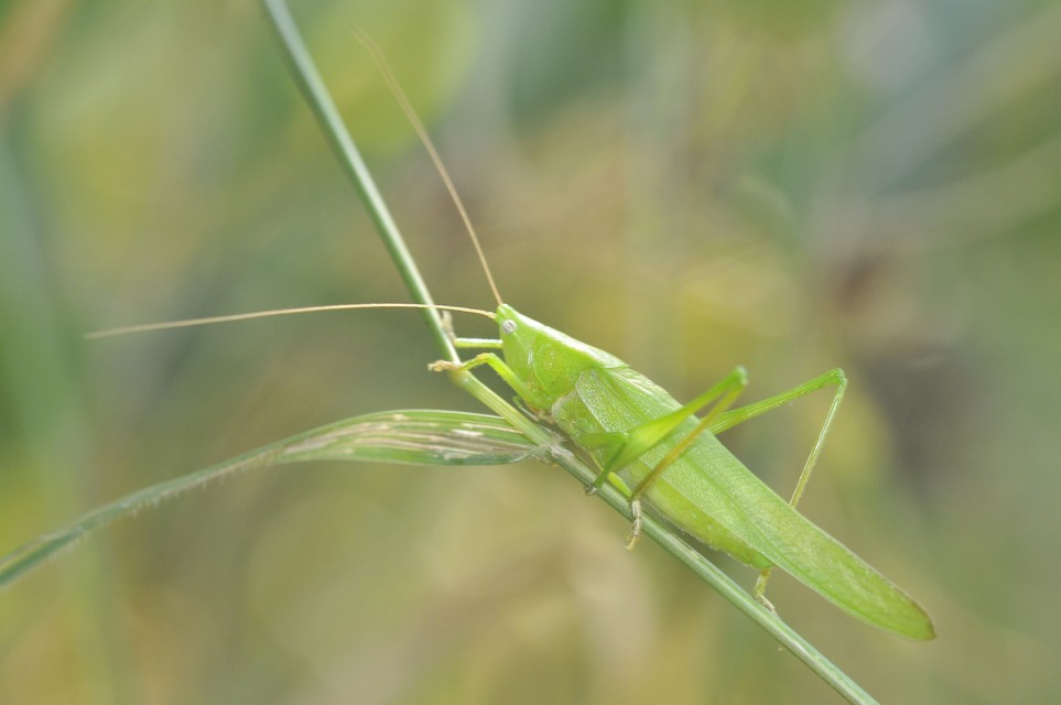 Ruspolia nitidula - nagy kúpfejűszöcske