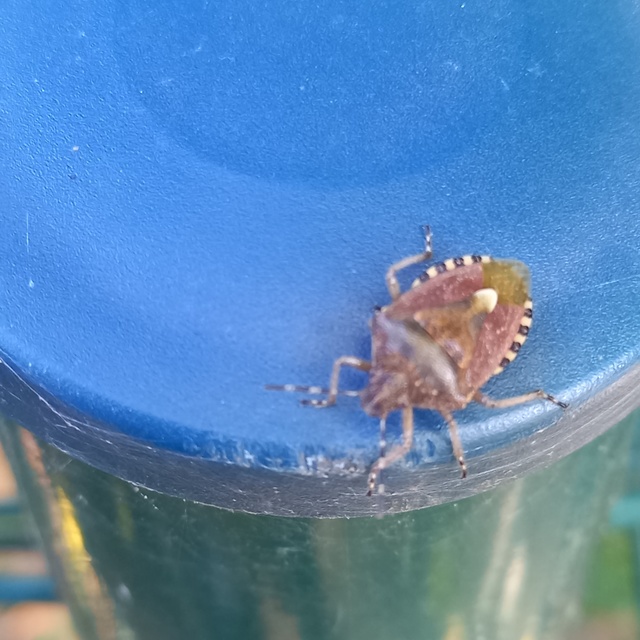 Dolycoris baccarum - közönséges bogyómászó-poloska