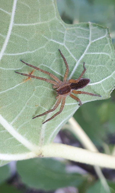 Dolomedes plantarius/fimbriatus