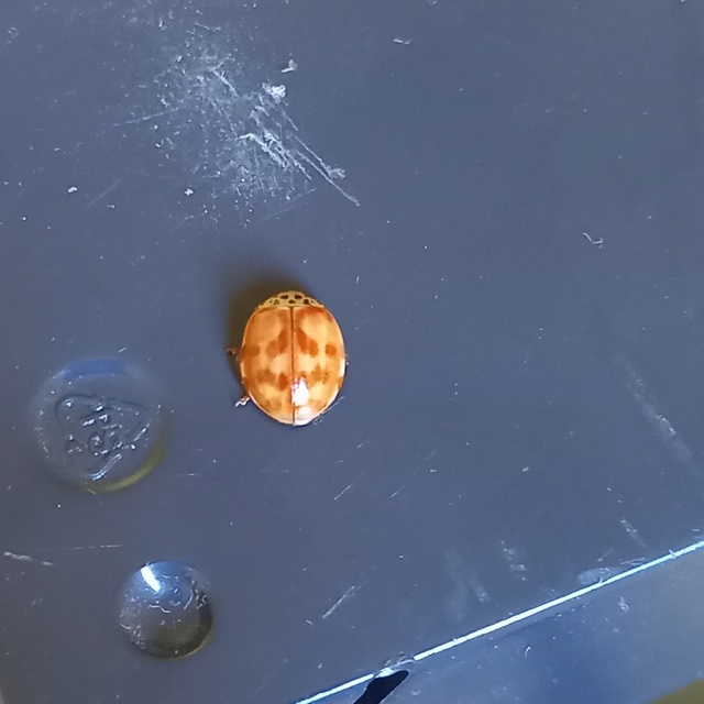 Harmonia quadripunctata - négypettyes katica