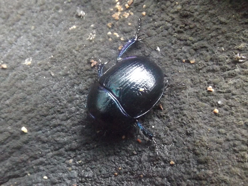Anoplotrupes stercorosus - erdei álganéjtúró