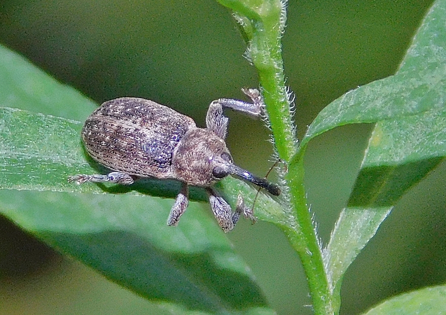 Dorytomus tremulae - rezgőnyár-hangormányos