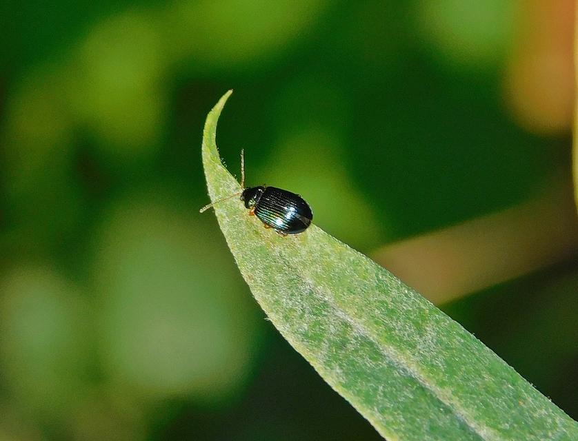 Crepidodera