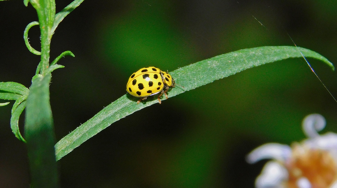 Psyllobora vigintiduopunctata - huszonkétpettyes katica