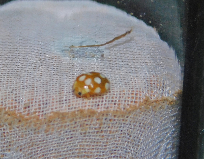 Vibidia duodecimguttata - tizenkétcseppes füsskata