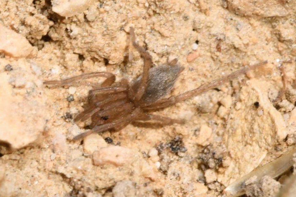 Drassodes/Drassodex