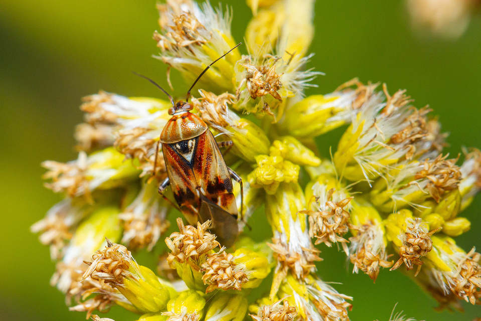 Lygus pratensis - változó mezeipoloska
