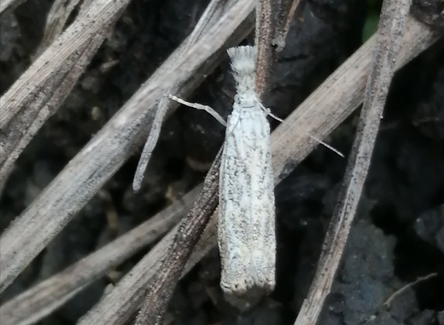 Platytes cerussella - törpe fűgyökérmoly