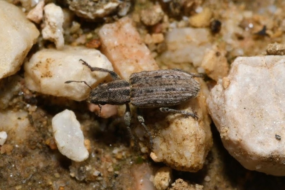 Sitona callosus - szempillás csipkézőbogár