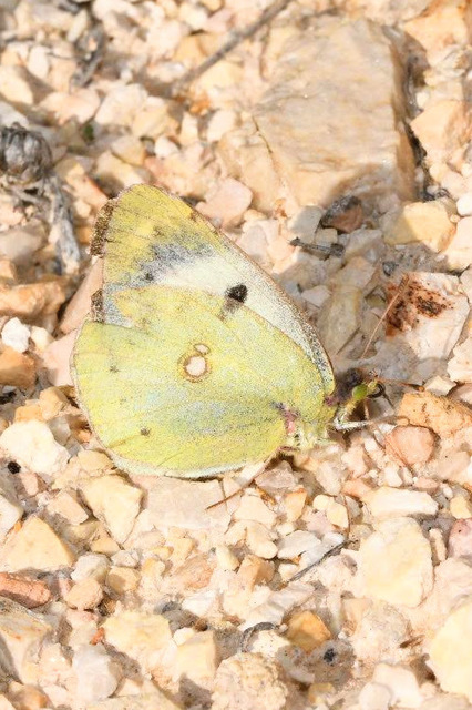 Colias alfacariensis - déli kéneslepke