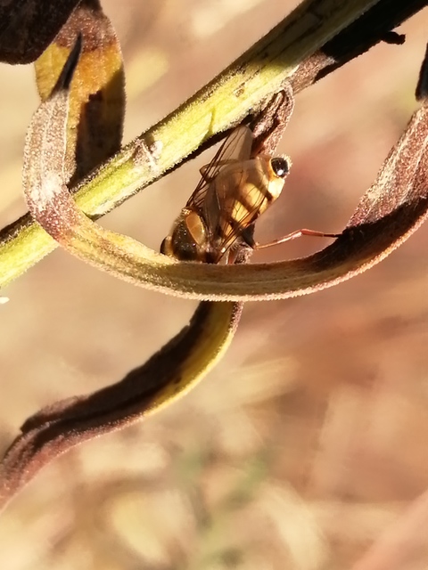 Eupeodes