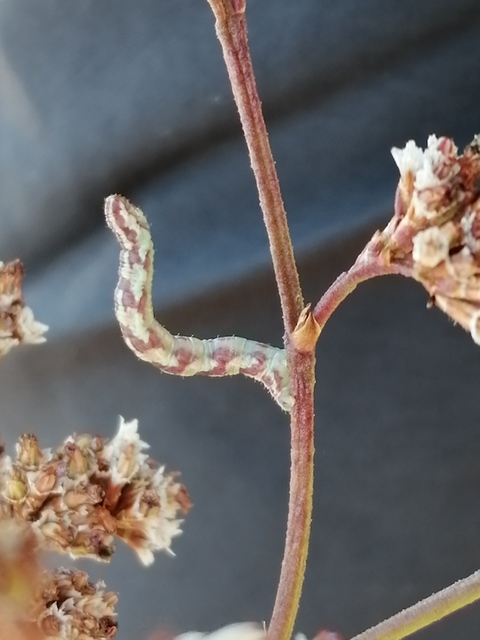 Eupithecia centaureata - búzavirág-törpearaszoló