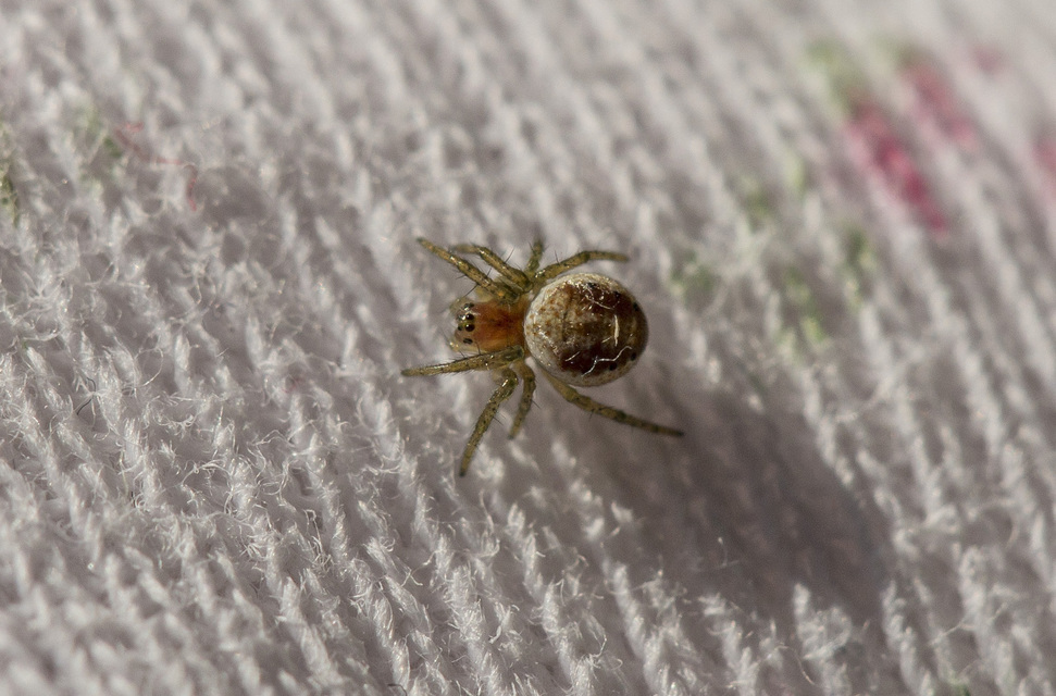Araniella