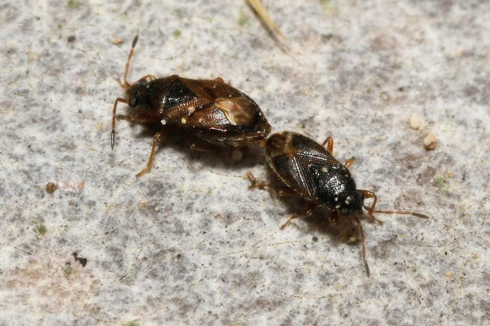 Stygnocoris sabulosus - közönséges kisbodobács