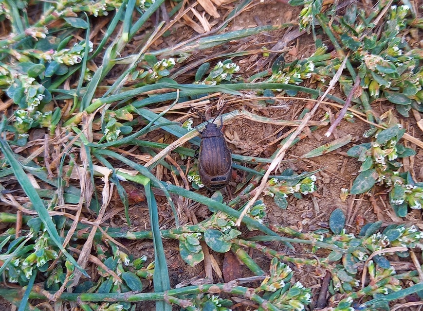 Galeruca pomonae - barna olajosbogár