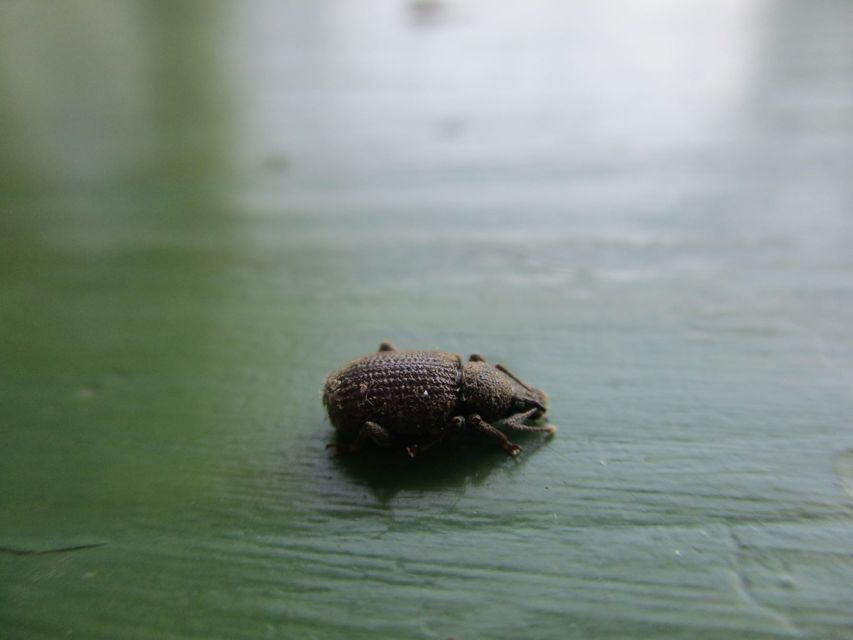 Otiorhynchus rugosostriatus - szamóca-gyalogormányos