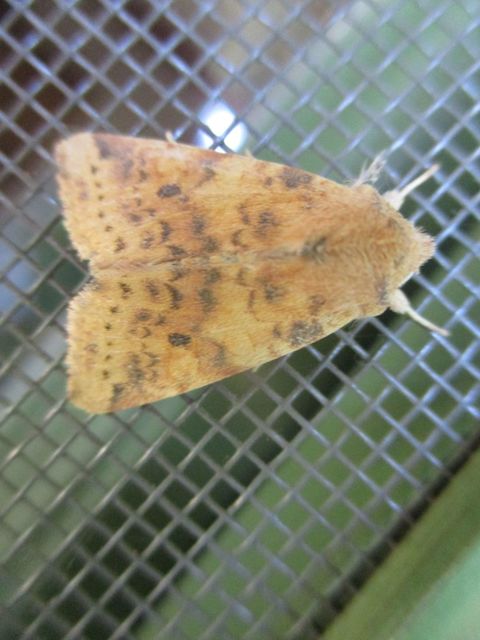 Cirrhia gilvago - foltos sárgabagoly