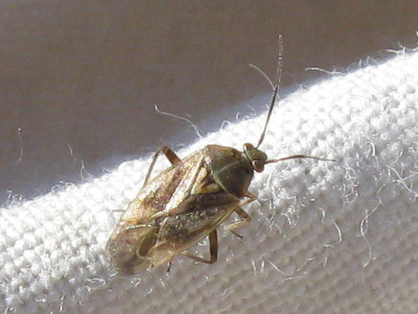 Lygus rugulipennis - molyhos mezeipoloska