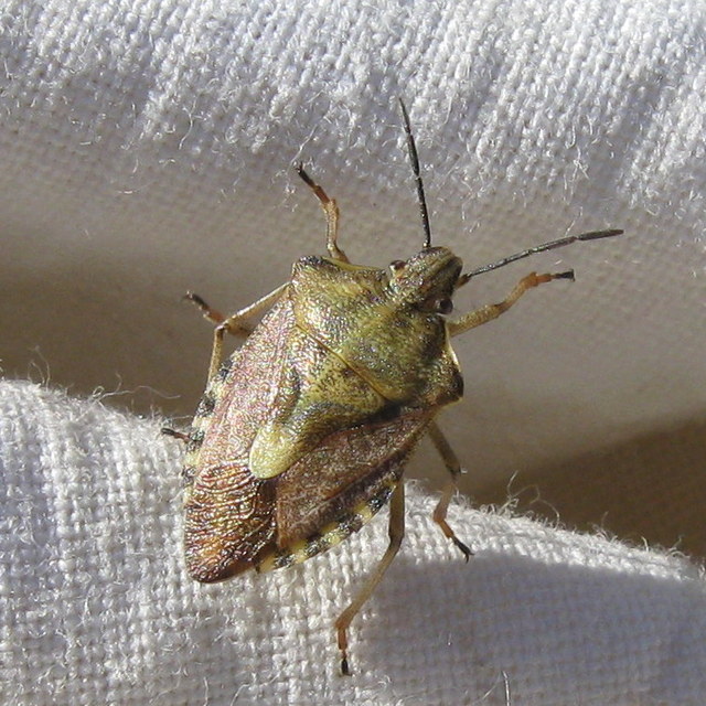 Carpocoris